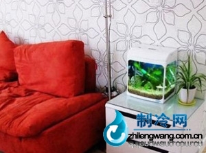 家里魚缸怎樣擺放最好?水族箱位置放置