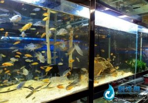大型觀賞性魚缸